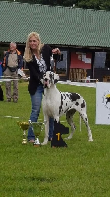 Ines meilleur femelle du Doggen club de Belgique 