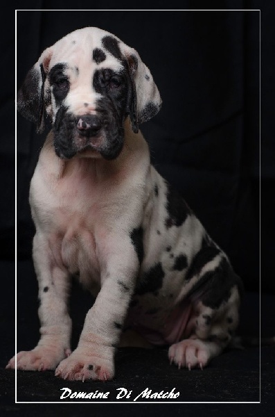 chiots 2015