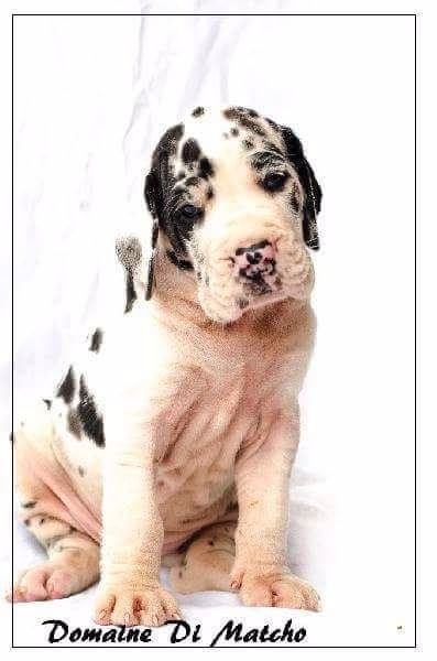 Domaine Di Matcho - Chiots disponibles - Dogue allemand